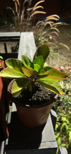 Florist kalanchoe