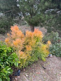 Free fire-stick plant cuttings