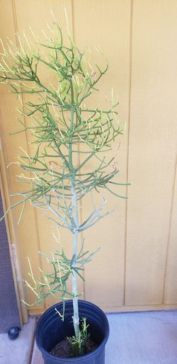 Pencil Cactus/ Fire stick/ Succulent Plant