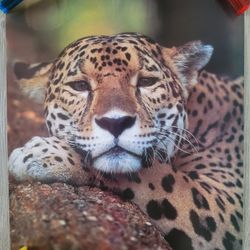16×20 Poster Leopard