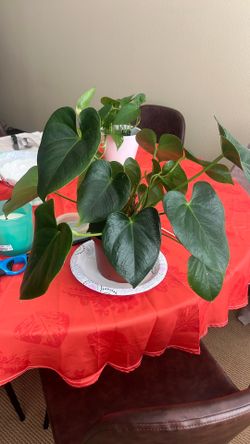 Alabama Red Anthurium 