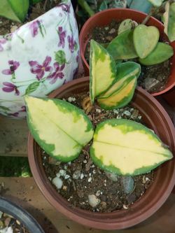 Hoya