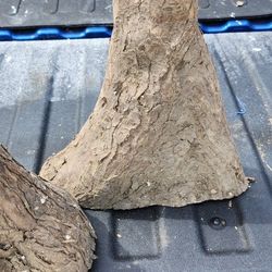 3 Cypress Knees for crafts or decorations