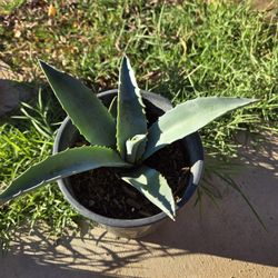 Agave PLANT 