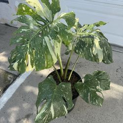 Big Monstera Thai Cons