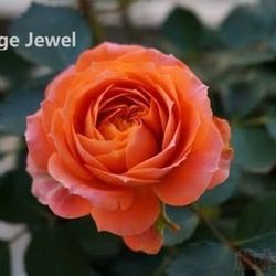 Rare European, Japan rose plants :  Orange Jewel