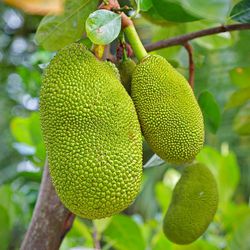 Jackfruit Plants Healthy In A Pot