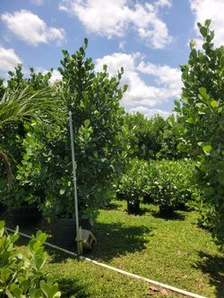 45 Gallon̈s Clusias 9 Feet Tall