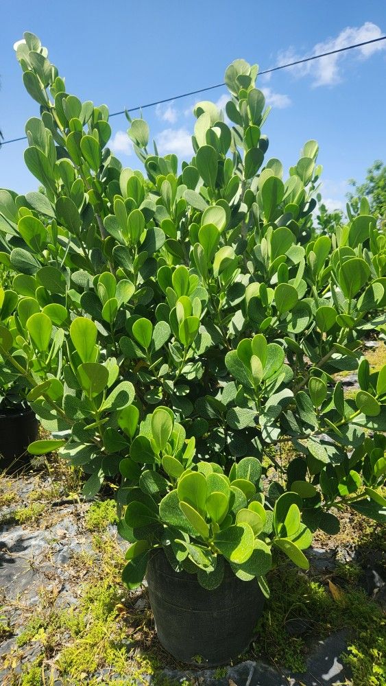 Beautiful Clusias Plants For Inmediate Privacy!!! 6 Feet Tall!! Fertilized