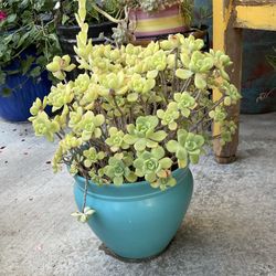 2 Ceramic Pots Planters With Succulents $25 Each 