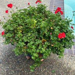 Geranium In Ceramic Blue Pot