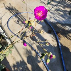 Succulent With Flowers