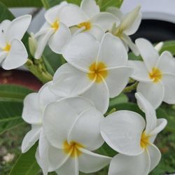 Plumeria Plants Very Fragrant Lovely Smell 