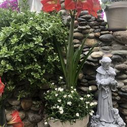 Beautiful plant in terracotta pot