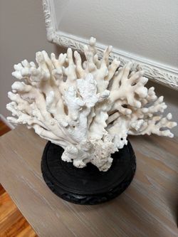 Natural Authentic Coral on stand