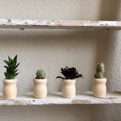 Adorable Baby Succulents In Wooden Planter