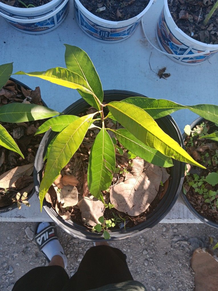 Mango Plants
