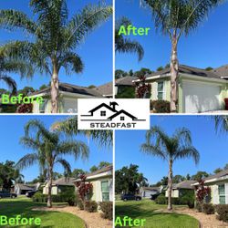Palm Tree Trimmer
