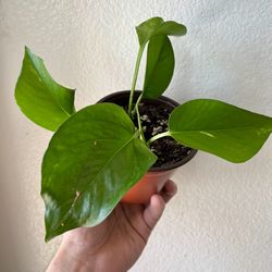 Golden Pothos 