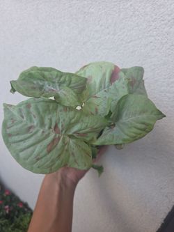 Plant