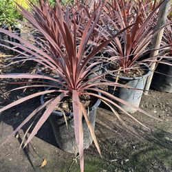 Cordyline