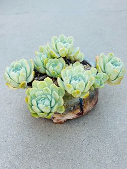 Succulents plants 🌱 （ECHEVERIA ELEGANS 'BERRY' ）