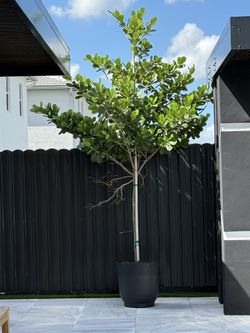 10+ Foot Clusia With Pot