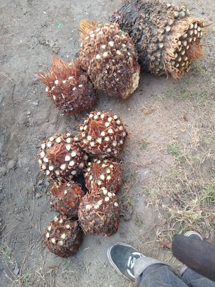 SAGO PALMS Lawn & Garden