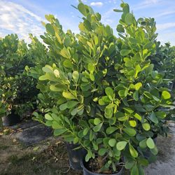 Huge Clusias Over 6 Feet Tall Instant Privacy Hedge For Fence