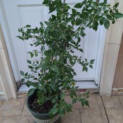 Big Chile Plant/Planta De Chiles (9/2/26)