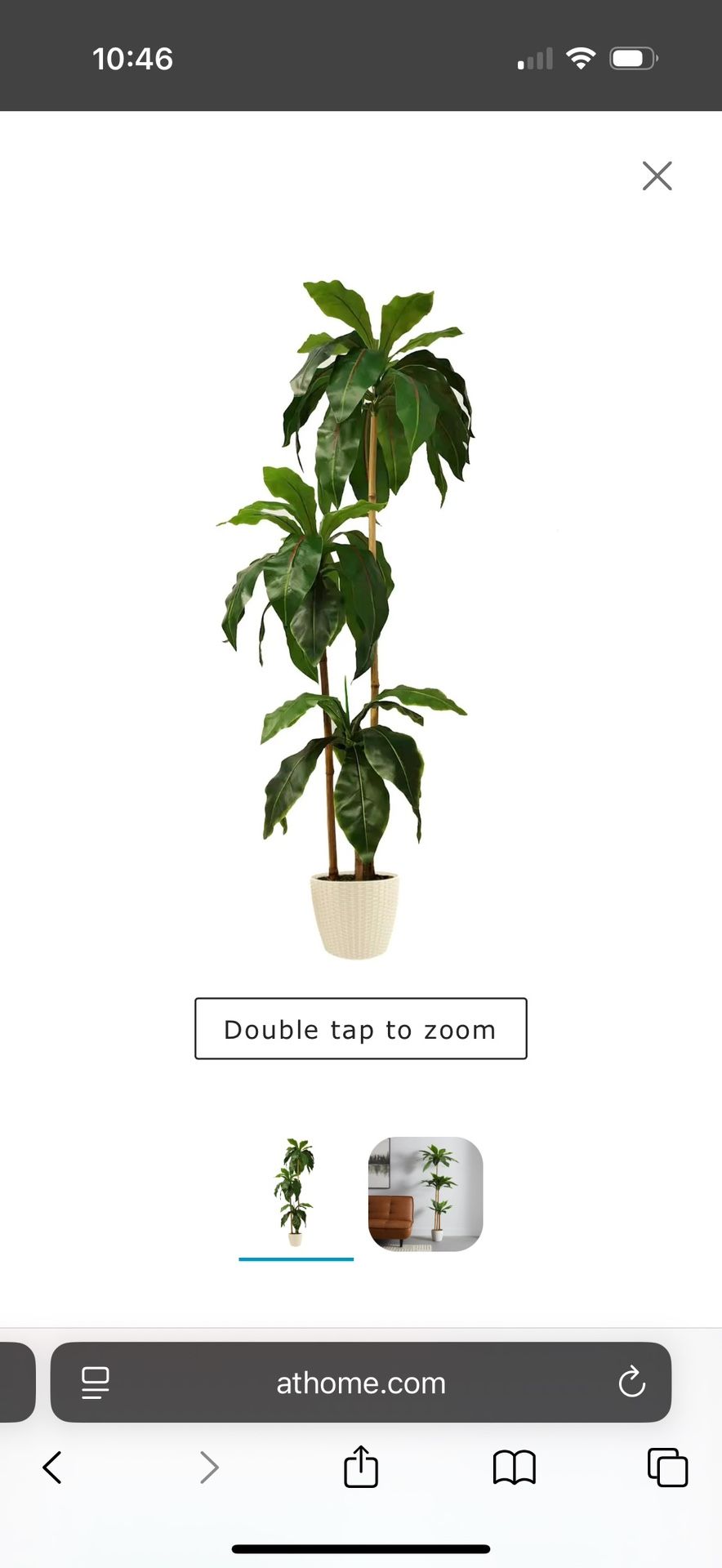 3-Head Bird's Nest Tree in White Planter, 5.5' ( 2 Count )