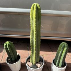 Homegrown Green Cactus Spiky Prickly Thick In Pot 
