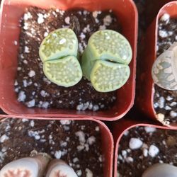 Living Rock Succulent 