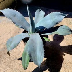 Blue Agaves Large $25 Each