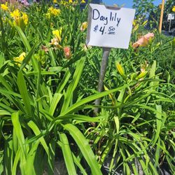 Day lily 