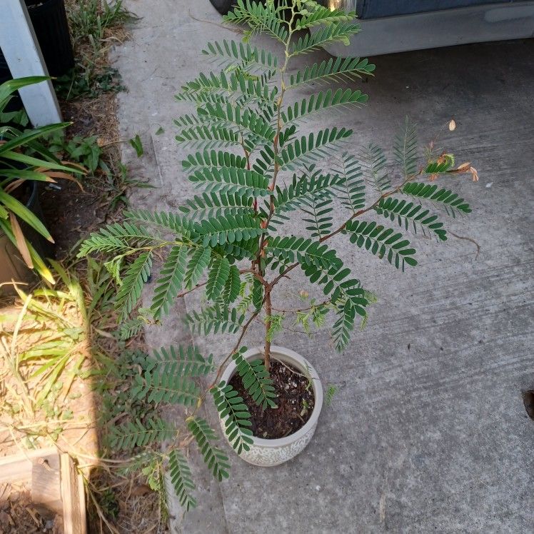 Tamarind Tree For Bonsai
