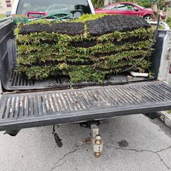 Fresh Grass