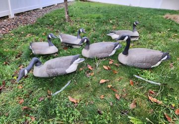 Vintage G&H Canada Goose Floating Decoys Set of 6 1970s