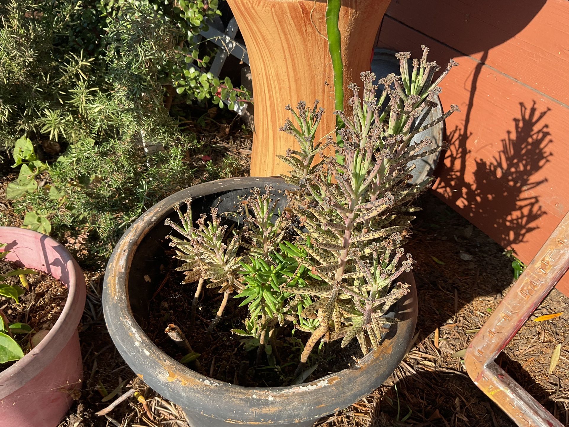 Mother Of Millions, Caloche
