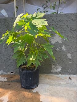 Papaya Plant