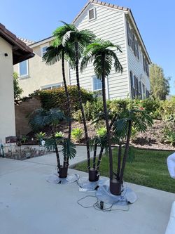 Outdoor lighted Palm Trees