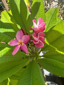 Plumeria