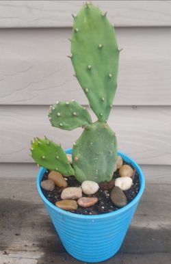 Cactus Plant 🌵