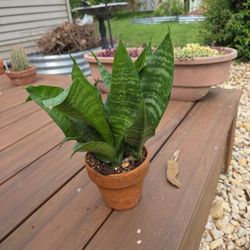 Sansevieria Plant