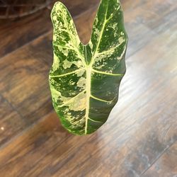 Variegated Alocasia Frydek Plant 