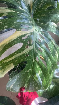 Large Monstera