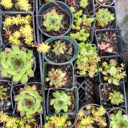 Flowering Succulents Variety Organicaly Grown