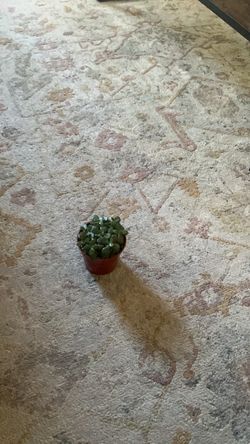 Jade plant