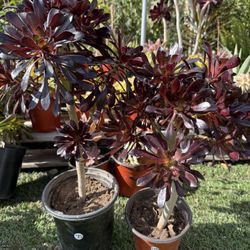 Black Rose Succulent Plant 