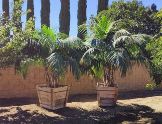 Palm Trees For Sale